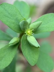 Tithymalus