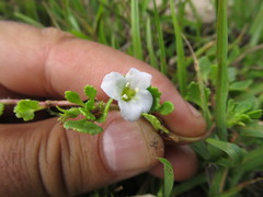 Conobea glechomoides