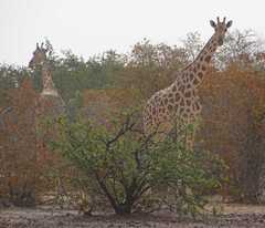 Giraffa camelopardalis peralta
