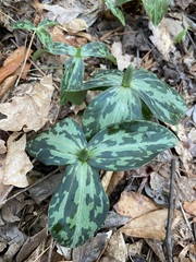 Trillium gracile