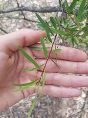 Persoonia linearis