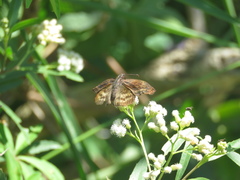Theagenes dichrous