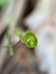 Euphorbia tetrapora