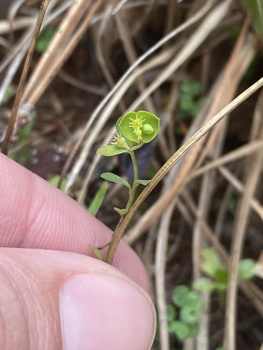 Image of Euphorbia tetrapora by (c) Matt Berger, some rights reserved (CC BY)