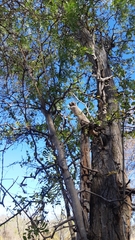 Ebenopsis caesalpinioides