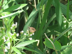 Theagenes dichrous