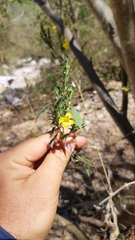 Tetramerium glandulosum