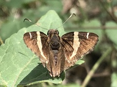 Thorybes pseudocellus