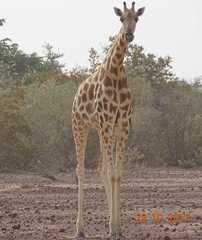 Giraffa camelopardalis peralta