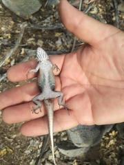 Sceloporus licki