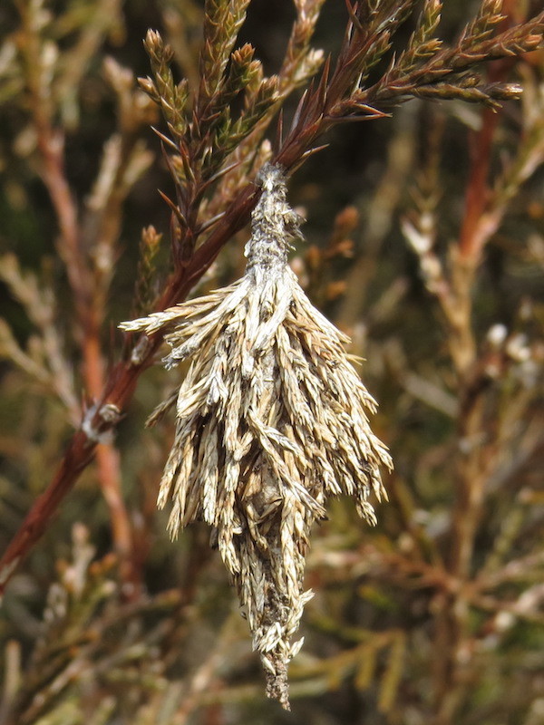 Acanthopsychini