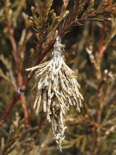 Evergreen bagworm moth