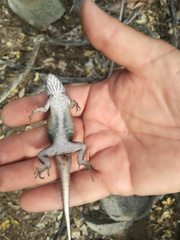Sceloporus licki