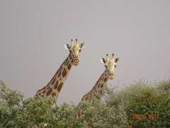 Giraffa camelopardalis peralta