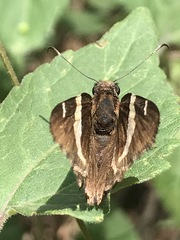 Thorybes pseudocellus