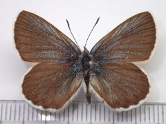 Plebejus subsolanus