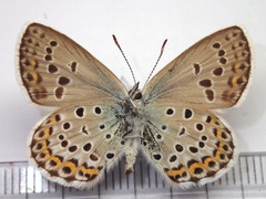 Plebejus subsolanus