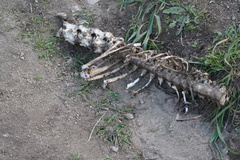 Cervus canadensis nannodes