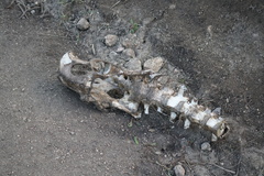 Cervus canadensis nannodes