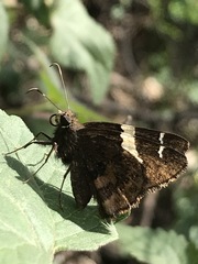 Thorybes pseudocellus