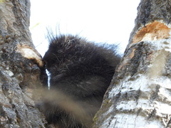 Erethizon dorsatum dorsatum