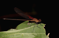 Hetaerina rosea