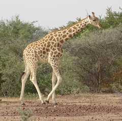 Giraffa camelopardalis peralta