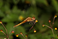 Erythrodiplax atroterminata