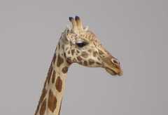 Giraffa camelopardalis peralta