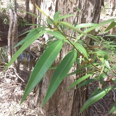 Samadera bidwillii