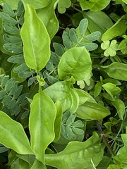 Asystasia gangetica