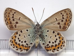 Plebejus subsolanus