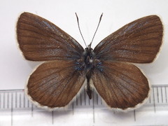 Plebejus subsolanus