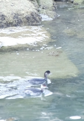 Podiceps nigricollis