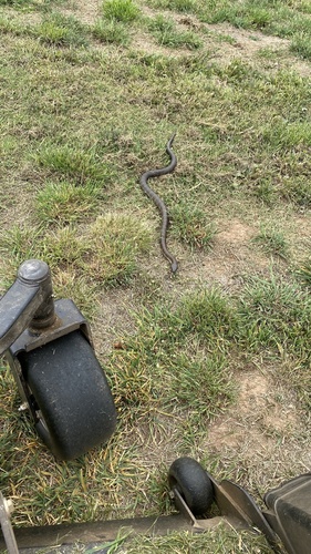Tiger Snake sighting