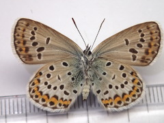 Plebejus subsolanus