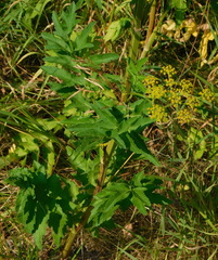 Pastinaca sativa sylvestris
