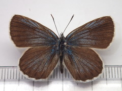 Plebejus subsolanus