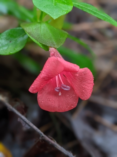 Barleria repens