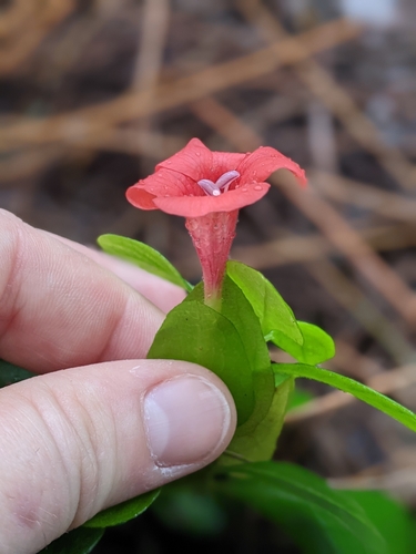 Barleria repens