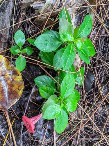 Barleria repens