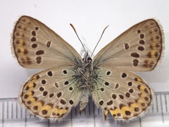 Plebejus subsolanus