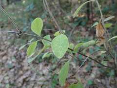 Lonicera etrusca