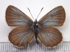 Plebejus subsolanus