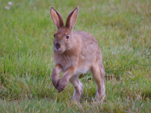 Snowshoe Hare photographed in Maine