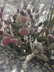 Opuntia bravoana
