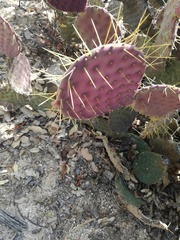 Opuntia bravoana