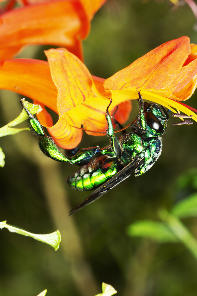 Emerald Cuckoo-Orchid bee