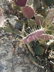 Opuntia bravoana