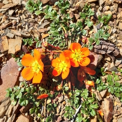 Hypseocharis pimpinellifolia